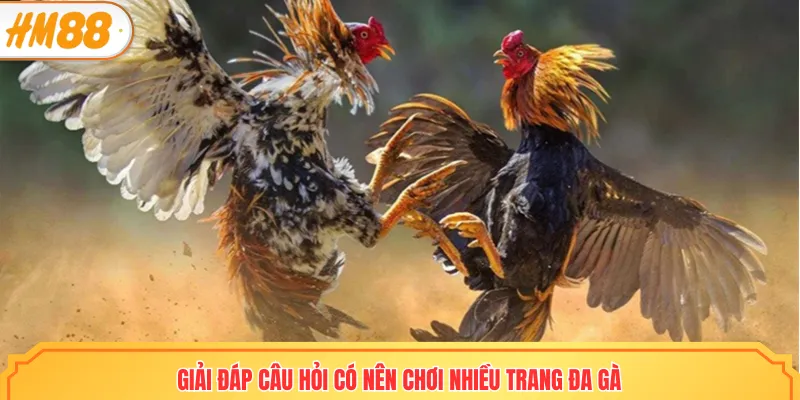 Top trang đá gà trực tiếp thomo