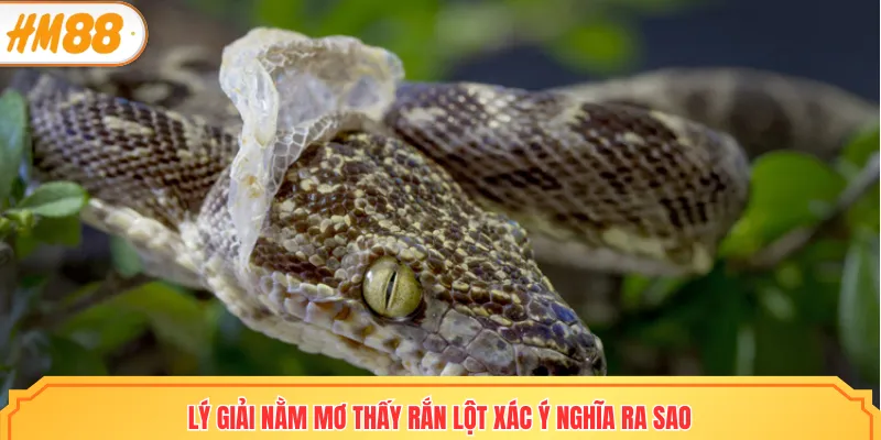 Lý giải nằm mơ thấy rắn lột xác ý nghĩa ra sao