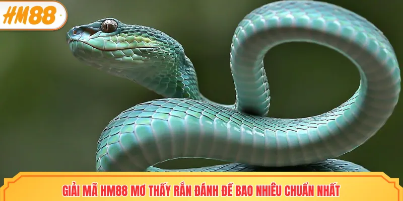 Mơ thấy rắn đánh đề bao nhiêu