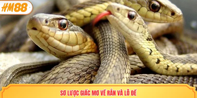 Sơ lược giấc mơ về rắn và lô đề