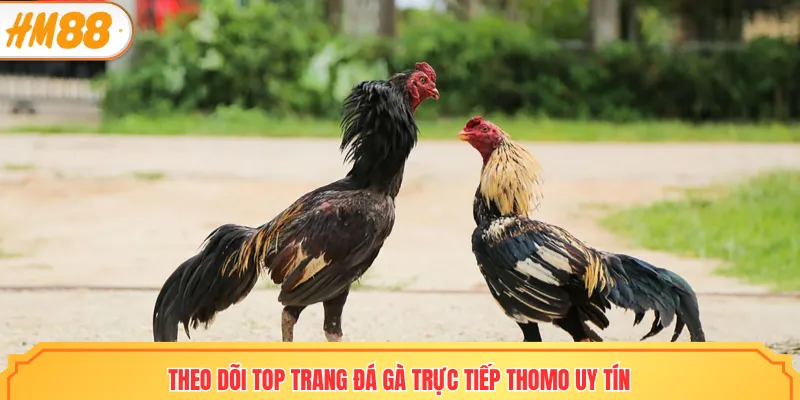 Lý do cần tìm kiếm trang đá gà trực tuyến Thomo