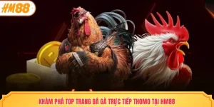 Top trang đá gà trực tiếp thomo