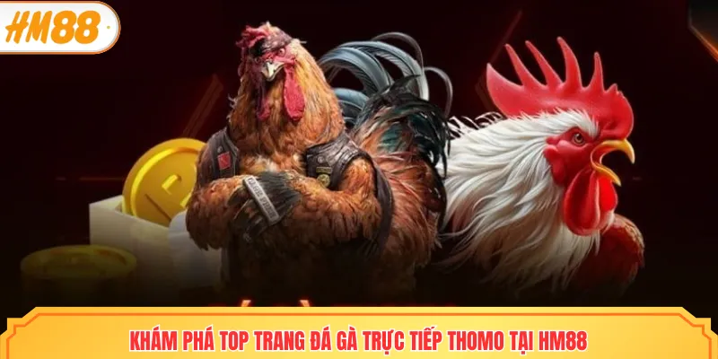 Top trang đá gà trực tiếp thomo